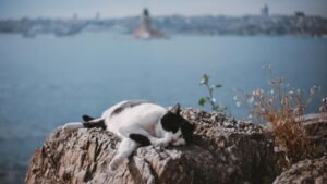 Quiet Places in Istanbul Where Patients Often Recover