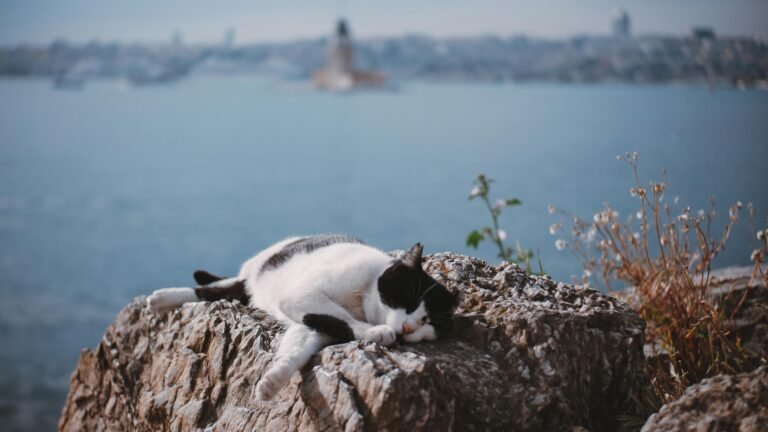 Quiet Places in Istanbul Where Patients Often Recover