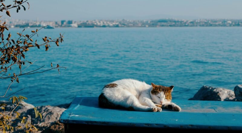 What Recovery Days in Istanbul Are Actually Like